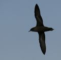 Short-tailed Shearwater